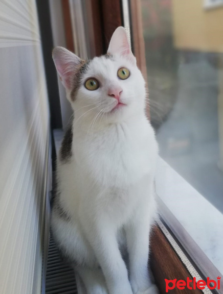 Tekir Kedi, Kedi  Badem fotoğrafı