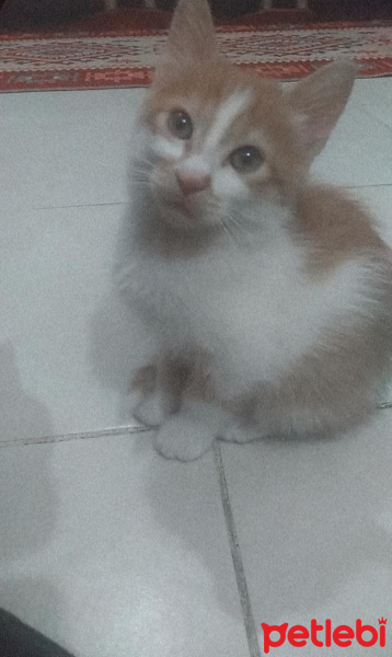 Tekir Kedi, Kedi  paşa fotoğrafı
