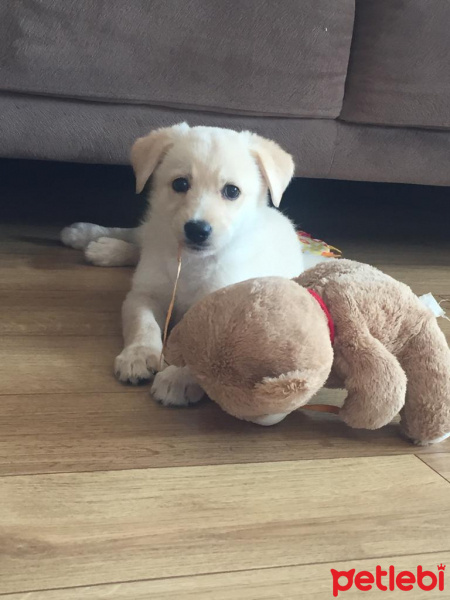 Golden Retriever, Köpek  Leo fotoğrafı