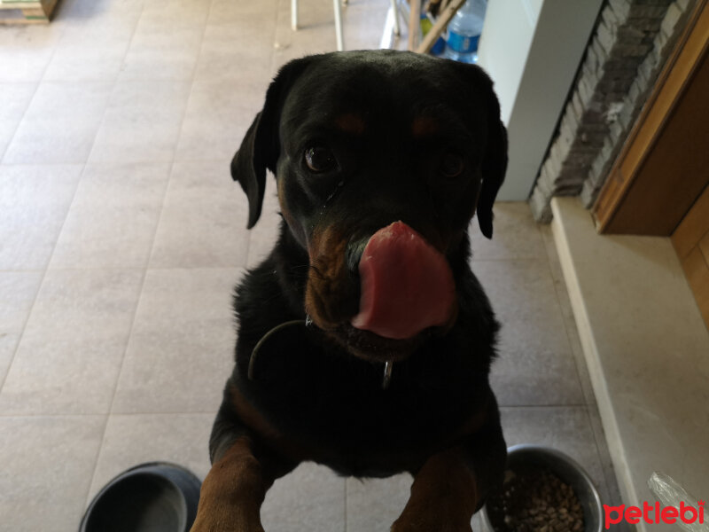 Rottweiler, Köpek  ZEYTİN fotoğrafı