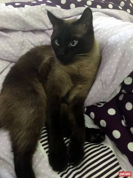 Siyam Kedisi, Kedi  Badi fotoğrafı