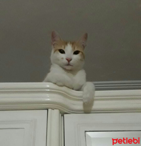 Tekir Kedi, Kedi  Işık fotoğrafı