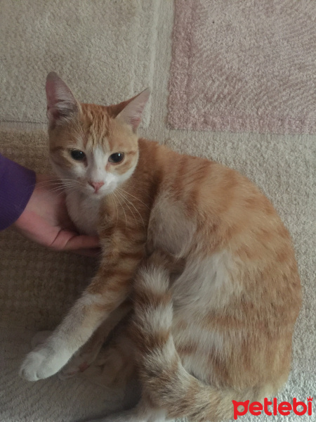 Tekir Kedi, Kedi  Sarışın fotoğrafı