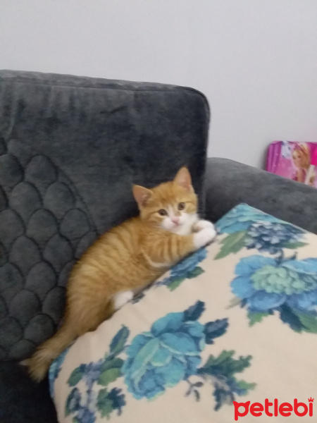 Tekir Kedi, Kedi  Pirenses fotoğrafı