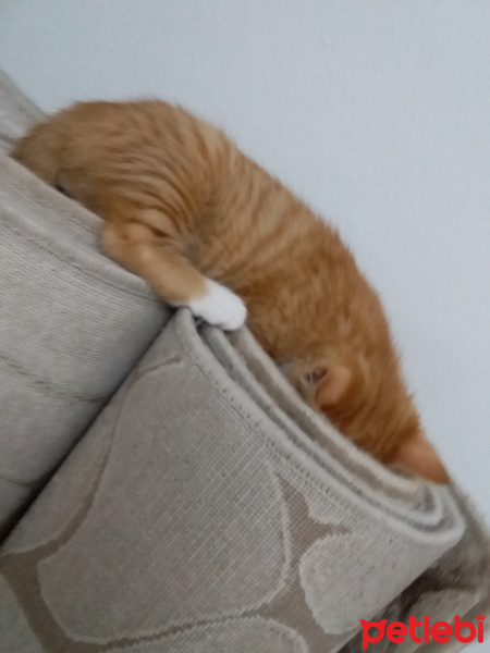 Tekir Kedi, Kedi  Pirenses fotoğrafı