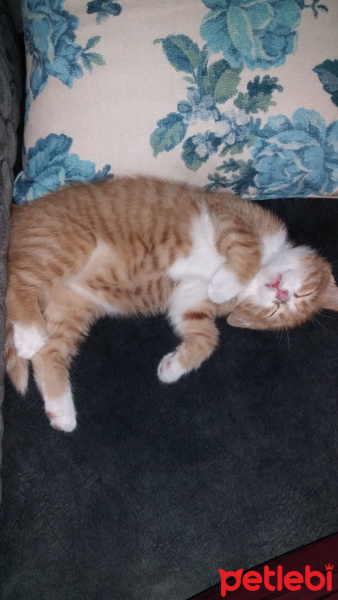 Tekir Kedi, Kedi  Pirenses fotoğrafı