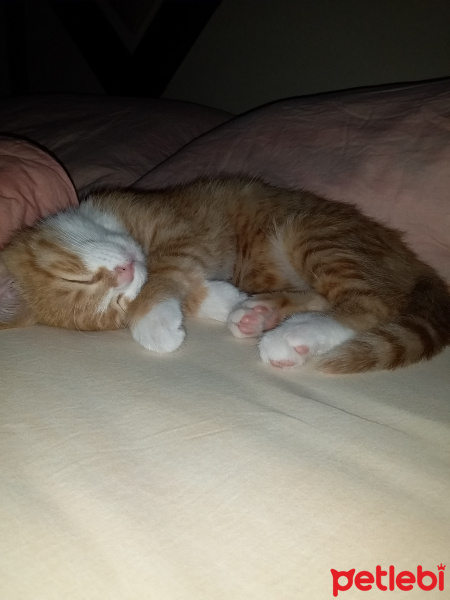 Tekir Kedi, Kedi  Pirenses fotoğrafı