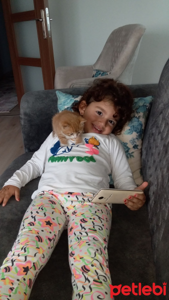 Tekir Kedi, Kedi  Pirenses fotoğrafı