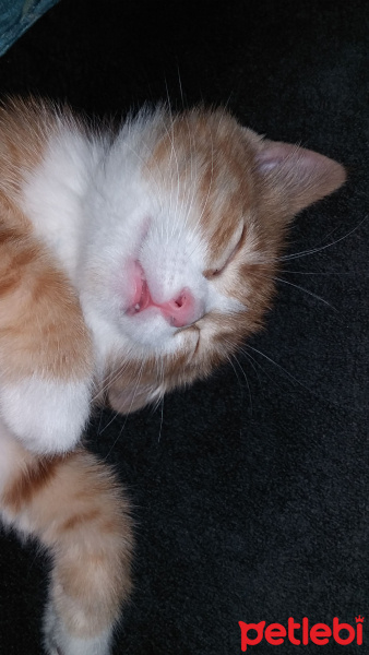 Tekir Kedi, Kedi  Pirenses fotoğrafı