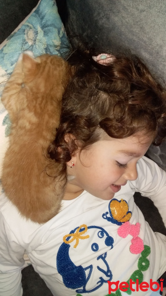 Tekir Kedi, Kedi  Pirenses fotoğrafı
