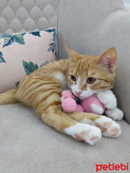 Tekir Kedi, Kedi  Pirenses fotoğrafı