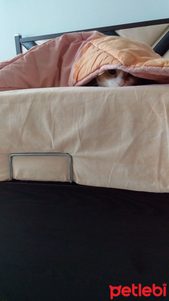 Tekir Kedi, Kedi  Pirenses fotoğrafı