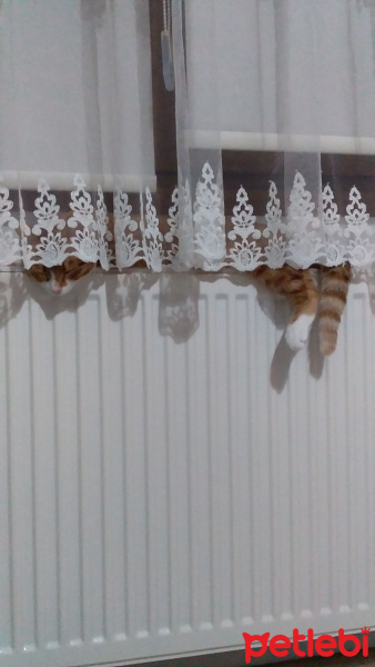 Tekir Kedi, Kedi  Pirenses fotoğrafı