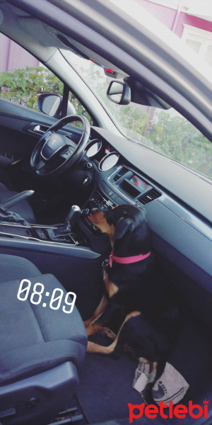 Doberman Pinscher, Köpek  Zeyna fotoğrafı