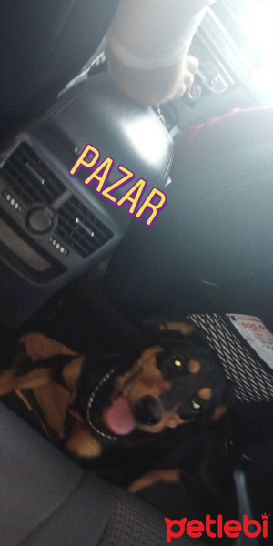 Doberman Pinscher, Köpek  Zeyna fotoğrafı