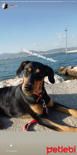 Doberman Pinscher, Köpek  Zeyna fotoğrafı