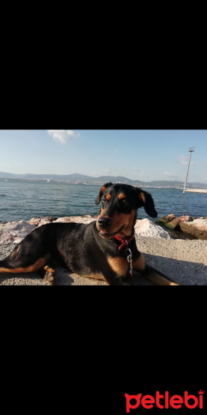 Doberman Pinscher, Köpek  Zeyna fotoğrafı