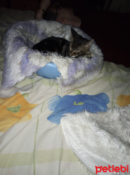 Tekir Kedi, Kedi  Simba fotoğrafı