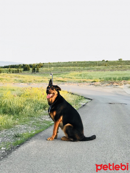 Alman Çoban Köpeği, Köpek  Moana fotoğrafı