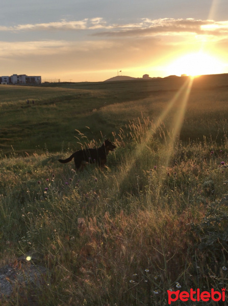 Alman Çoban Köpeği, Köpek  Moana fotoğrafı