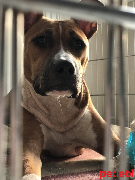 Amerikan Staffordshire Terrier, Köpek  Corona fotoğrafı