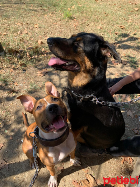 Amerikan Staffordshire Terrier, Köpek  Corona fotoğrafı