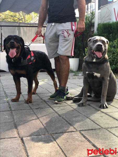 Cane Corso Italiano, Köpek  DAFİ fotoğrafı