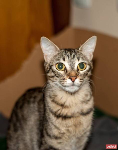 Tekir Kedi, Kedi  Çakıl fotoğrafı