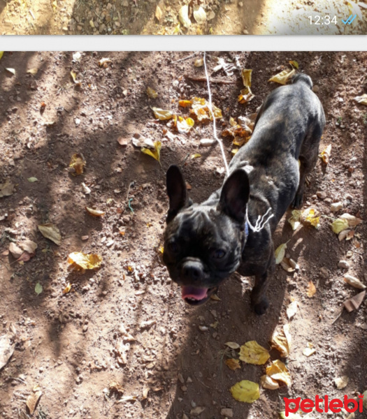 Fransız Bulldog, Köpek  Kont fotoğrafı