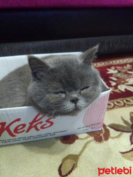 British Shorthair, Kedi  Paşa fotoğrafı
