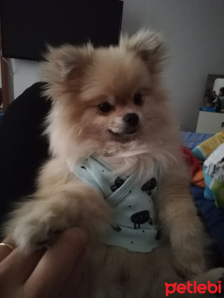 Pomeranyalı, Köpek  MAYA fotoğrafı