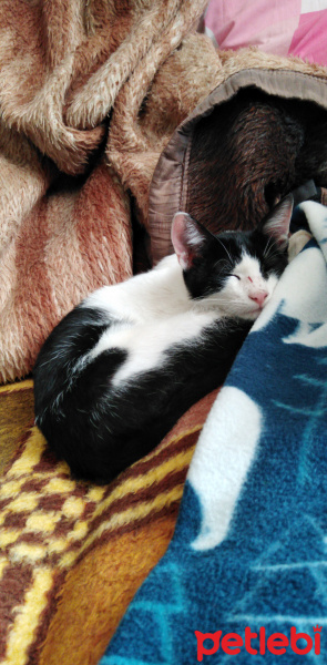 Tekir Kedi, Kedi  Pati fotoğrafı