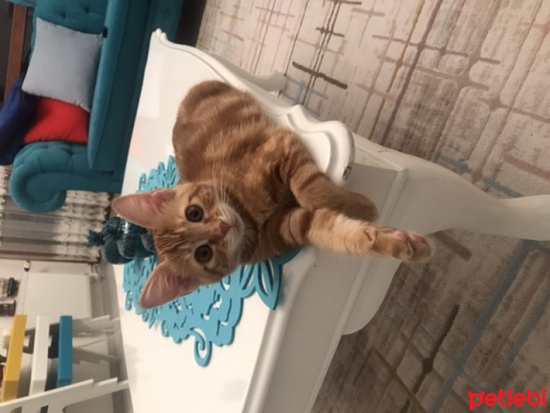 Sarman, Kedi  Tarçın fotoğrafı
