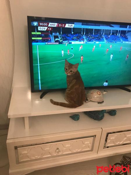 Sarman, Kedi  Tarçın fotoğrafı