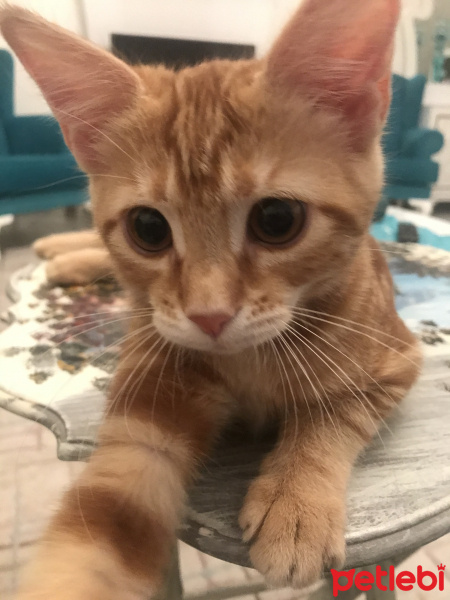Sarman, Kedi  Tarçın fotoğrafı