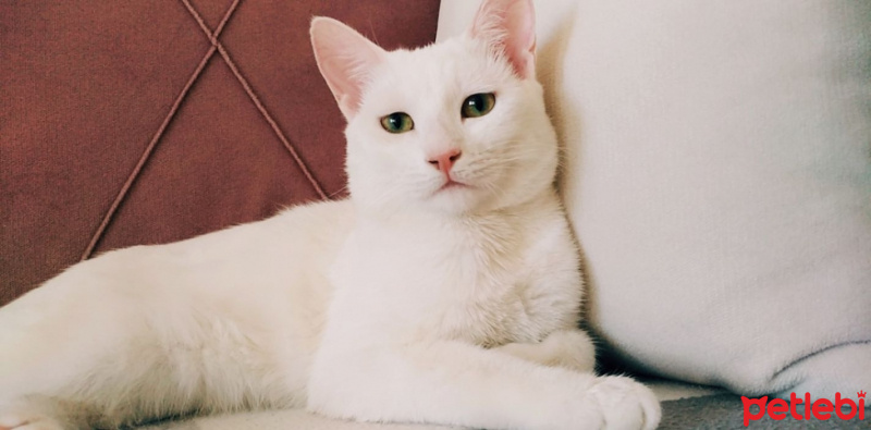 İran Kedisi (Persian), Kedi  Zilli fotoğrafı