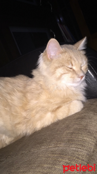 Sarman, Kedi  Leon fotoğrafı