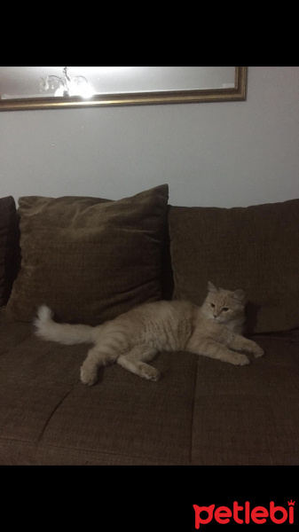 Sarman, Kedi  Leon fotoğrafı