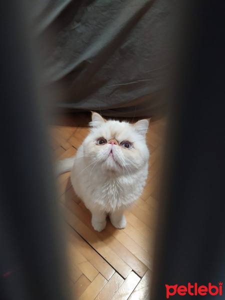 Exotic Shorthair, Kedi  Toraman fotoğrafı