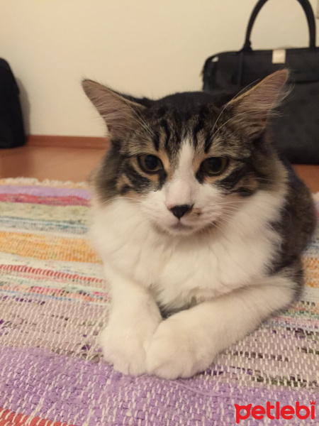 Tekir Kedi, Kedi  Ross fotoğrafı