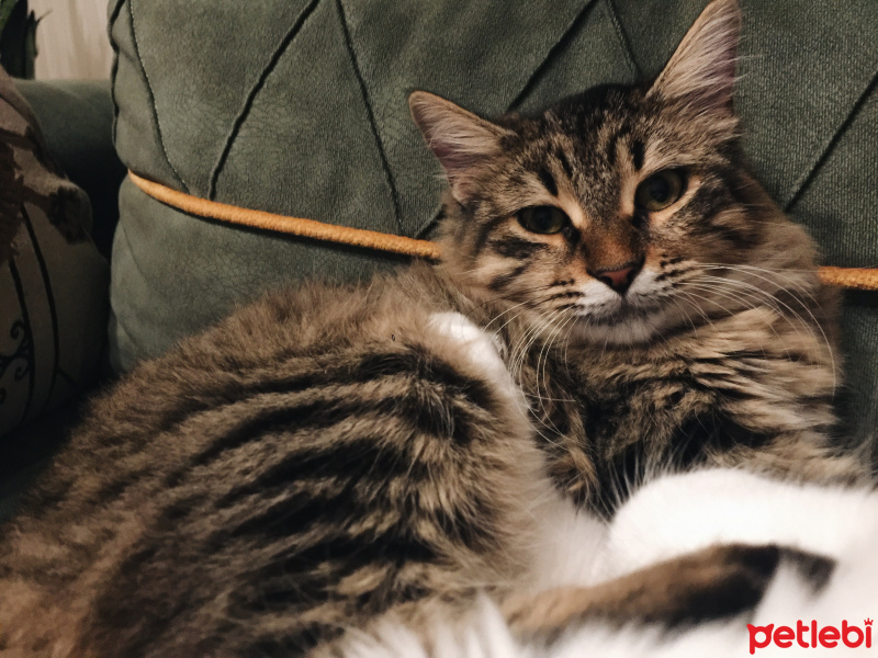 Tekir Kedi, Kedi  Bella fotoğrafı