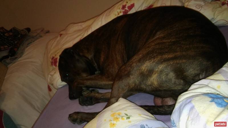 Boxer, Köpek  Melo fotoğrafı