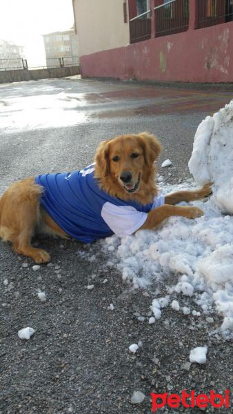 Golden Retriever, Köpek  Mia fotoğrafı