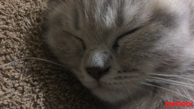 British Shorthair, Kedi  Leo fotoğrafı