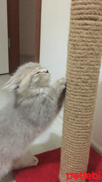 British Shorthair, Kedi  Leo fotoğrafı