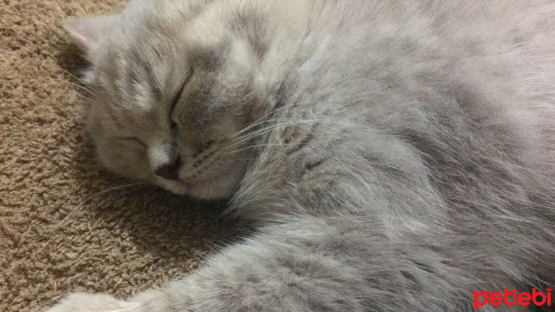 British Shorthair, Kedi  Leo fotoğrafı