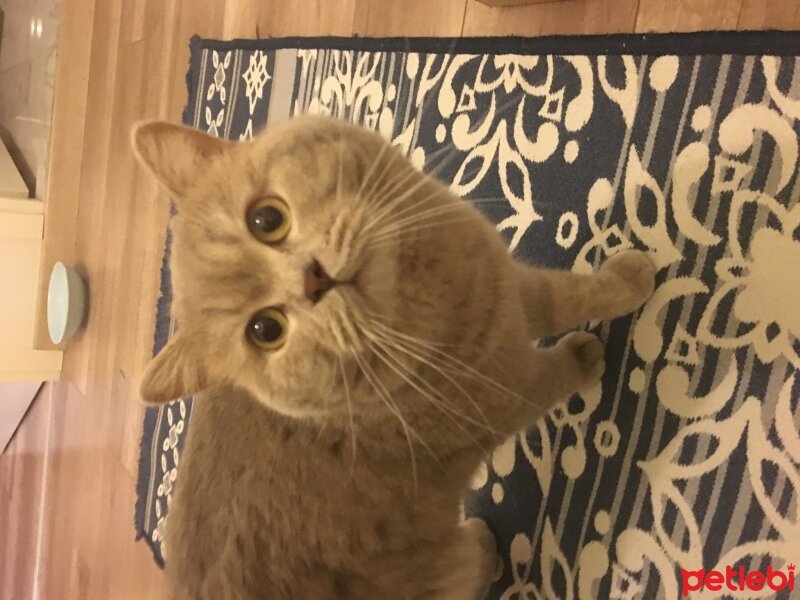 British Shorthair, Kedi  Leo fotoğrafı