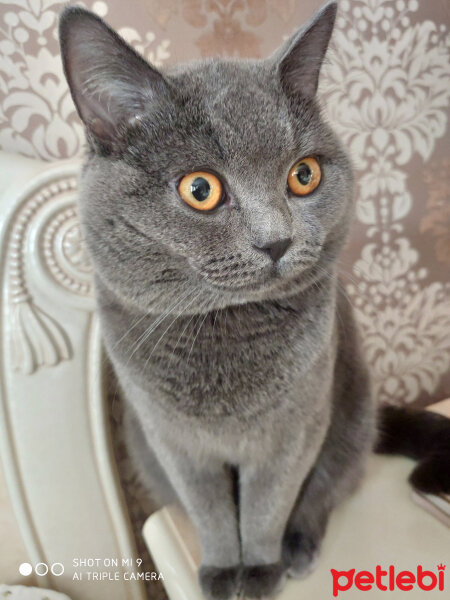 British Shorthair, Kedi  Smokie fotoğrafı