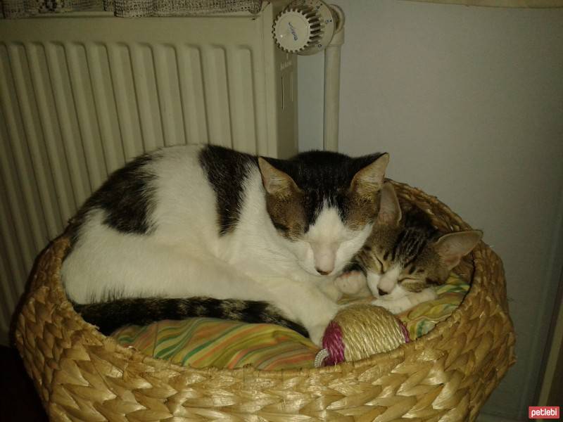 Tekir Kedi, Kedi  Ponçik fotoğrafı