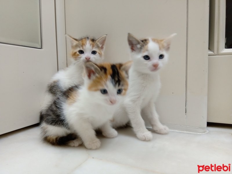 Sarman, Kedi  Pamuk fotoğrafı